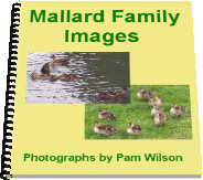 Mallard Family Images Booklet